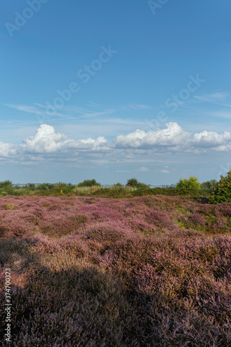 Purple heater flowers field under a pur blue cloud with low clear clouds