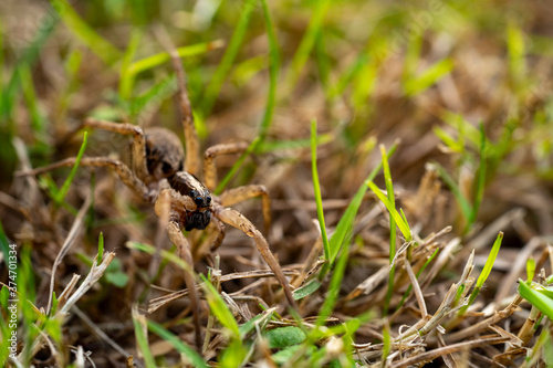 Brown spider walking on the grass