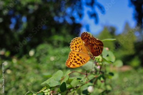 The Silver-Washed Fritillary (Argynnis Paphia) is a Common and Variable Butterfly with Deep Orange with Black Spots on the Upperside of its Wings. Beautiful Butterfly in Czech Sunny Summer Nature. photo