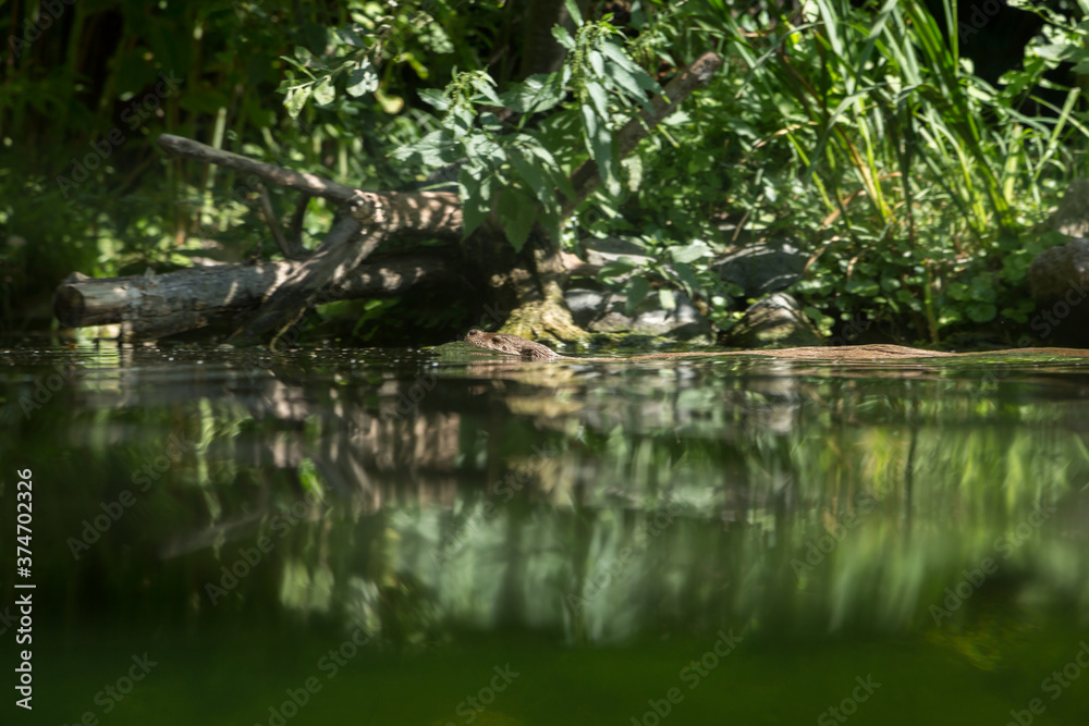 Loutre qui nage dans l'étang Loutre qui nage dans l'étang