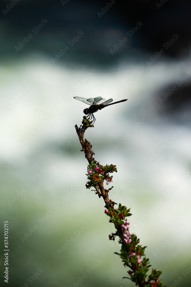 Fototapeta premium Dragonfly resting on a stem near river 