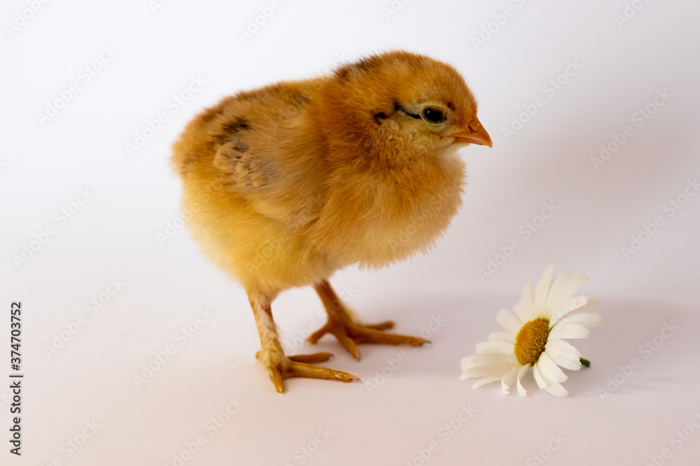 Fototapeta premium Brown chicken and chamomile on white background