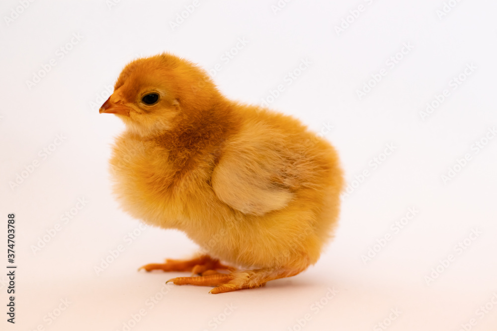 Brown single chicken in profile sits on a white background