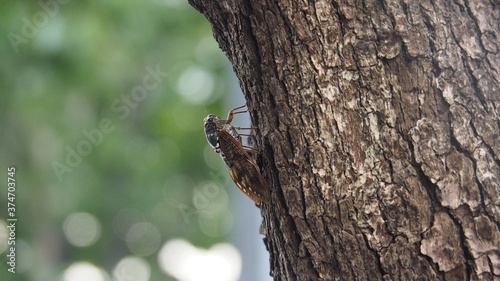 ants on tree