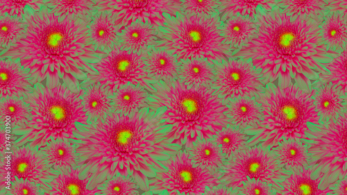 Cover pattern chrysanthemum flower.