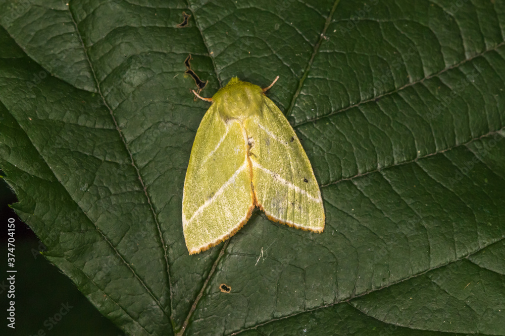 Green silver-lines (Pseudoips prasinana)