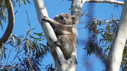 Photography Australia Koala