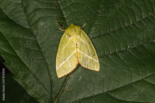 Obraz na płótnie Green silver-lines (Pseudoips prasinana) w salonie
