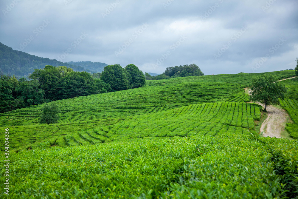 Green tea plantations and clouds, green plant background.