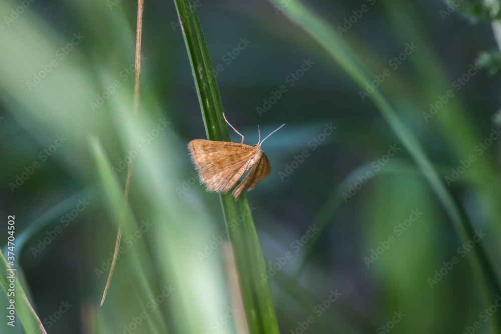 Rest harrow (Aplasta ononaria)