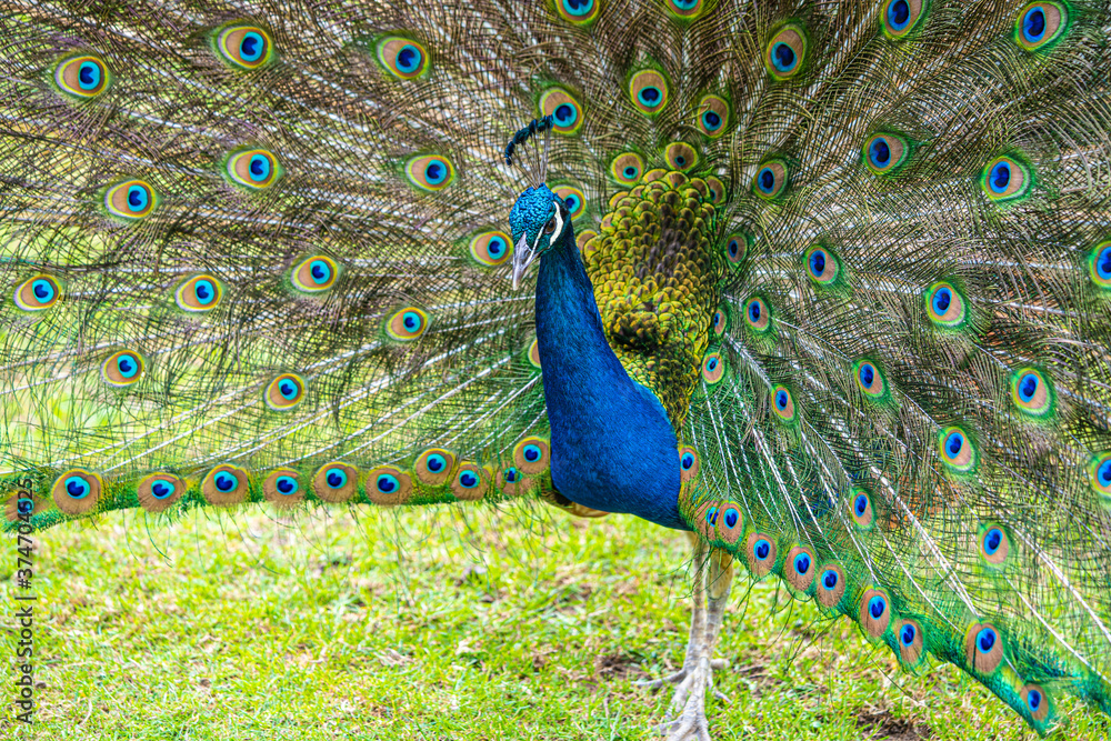 Obraz premium Male Peacock displaying Multicoloured, blue, green, gold, Feathers in Mating show close up low level eyeline view