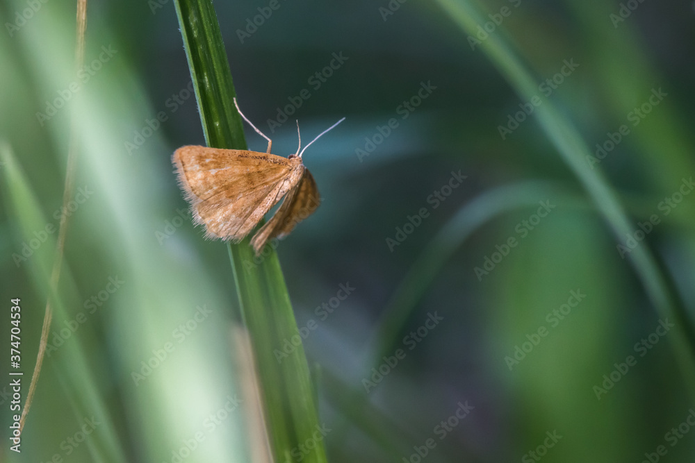 Rest harrow (Aplasta ononaria)