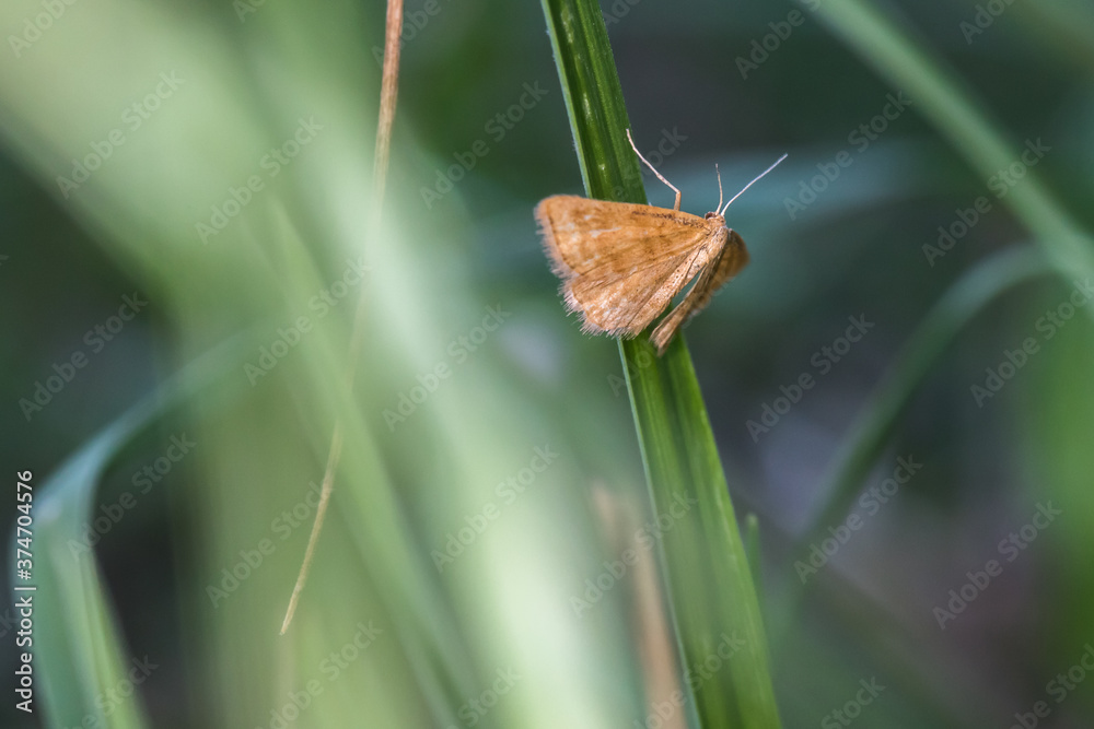Rest harrow (Aplasta ononaria)