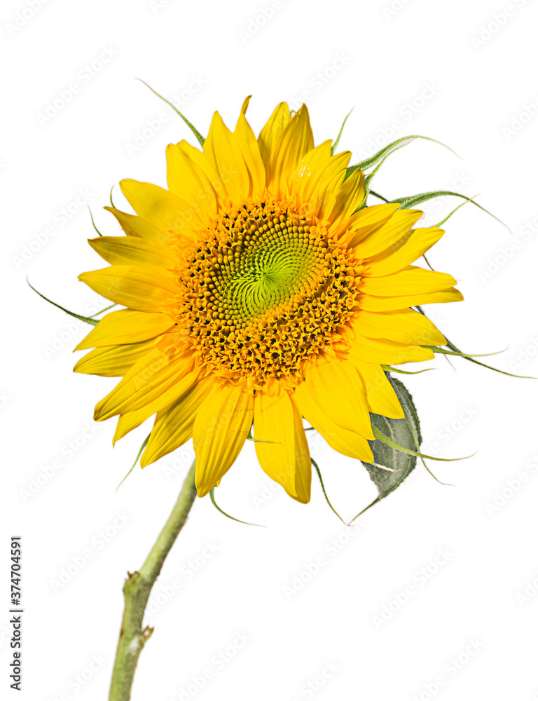 Naklejka premium sunflower close up isolated on white