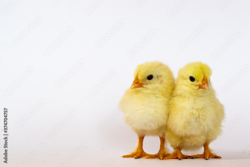 Obraz premium Two yellow chicks stand on a white background