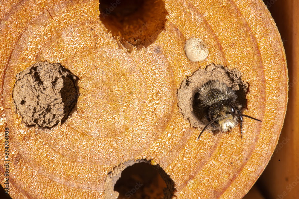 Young Mason Bee Emerging in Spring from its Hole