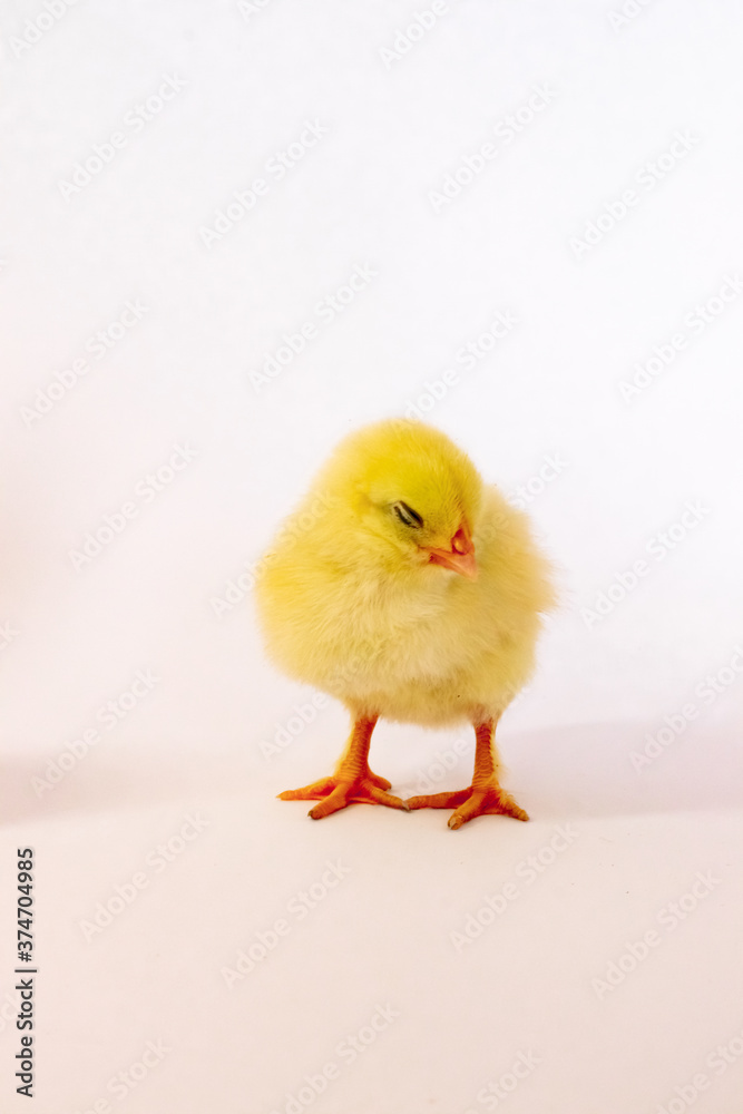 Yellow chicken hid its head on a white background