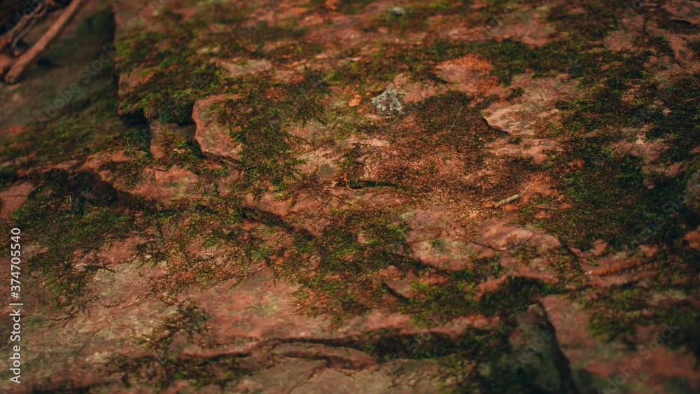 A Moss Covered Rock That Fills the Frame for use as a Background A Moss Covered Rock That Fills the Frame for use as a Background