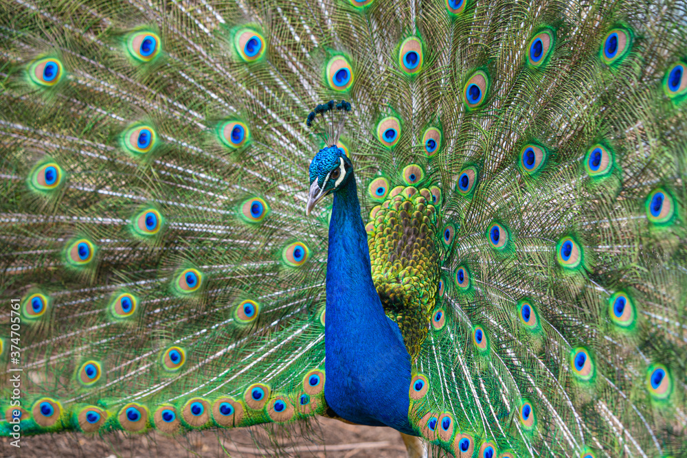 Obraz premium Male Peacock displaying Multicoloured, blue, green, gold, Feathers in Mating show close up low level eyeline portrait view