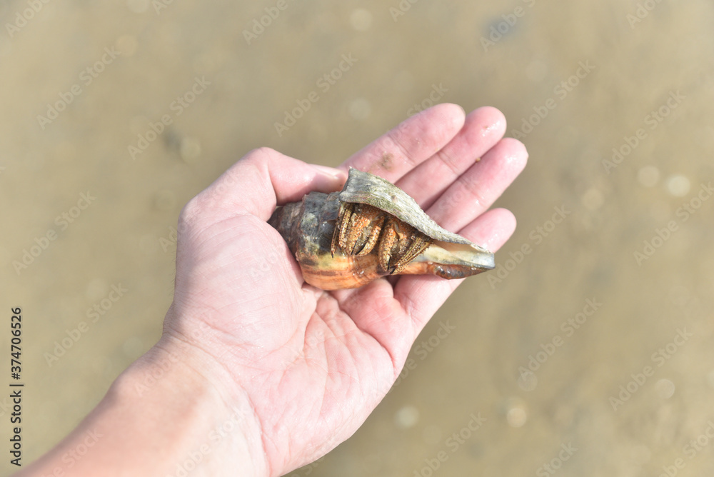 Hermit crabs that live by the sea and use shells to armor and house. Hermit crabs that live by the sea and use shells to armor and house.