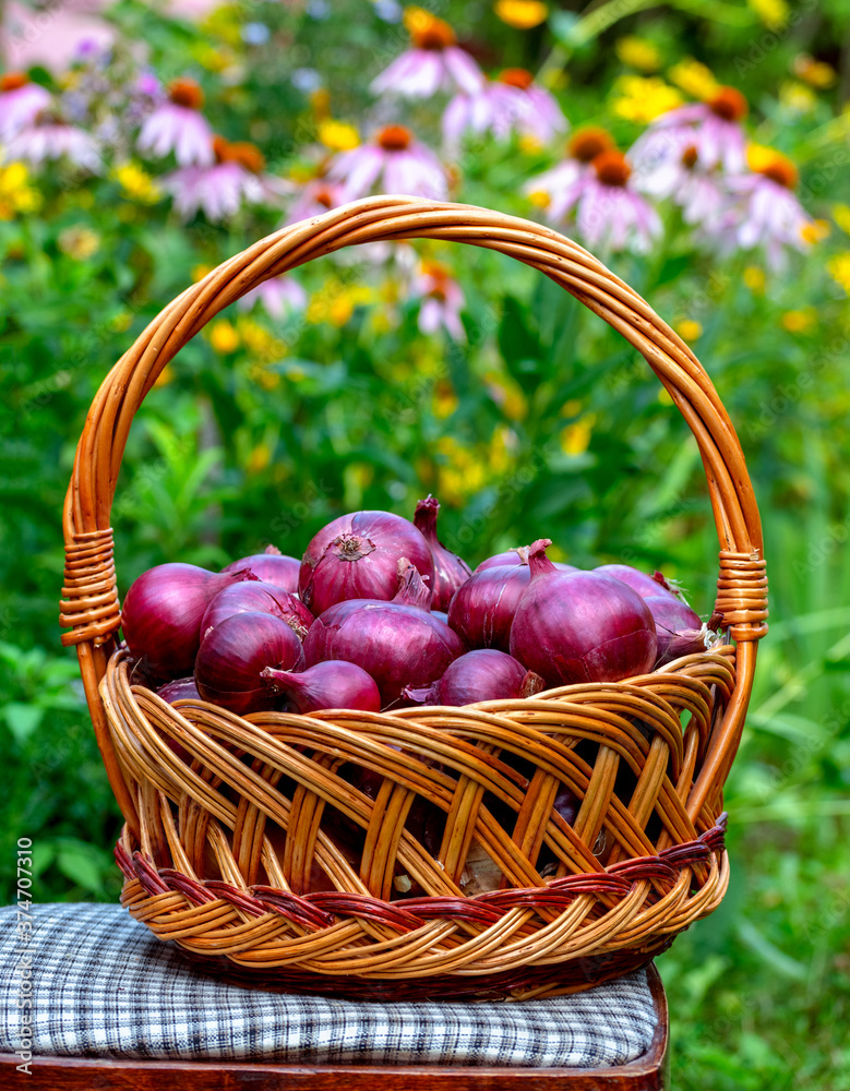 Basket with red onions stands on chair against the background of flower garden Basket with red onions stands on chair against the background of flower garden