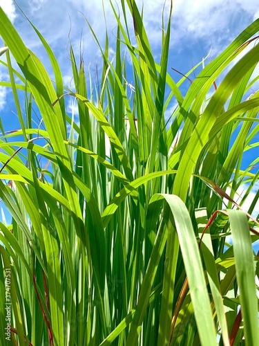 green grass and blue sky
