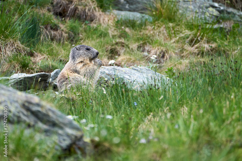 Alpenmurmeltier,  Marmota marmota , Mankei, Murmel © dina