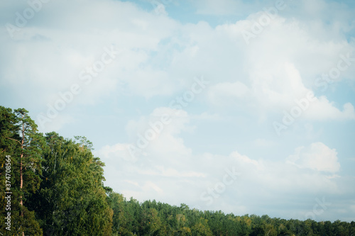 Green oak leaves against a blue sky. Up view on branches of treetop with beautiful lush foliage tree crown on a clear azure sky in on a sunny summer day. Oak Tree concept background