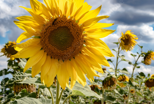 Farmer  Agriculture  Germany - The bloom of a yellow sunflower  in a field near Marburg  on a sunny day in summer.   
