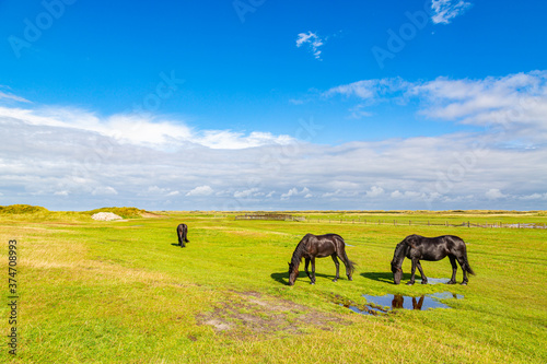 Rural landscape of a meadow with horses walking on the grass on a island in the North Sea, Holland