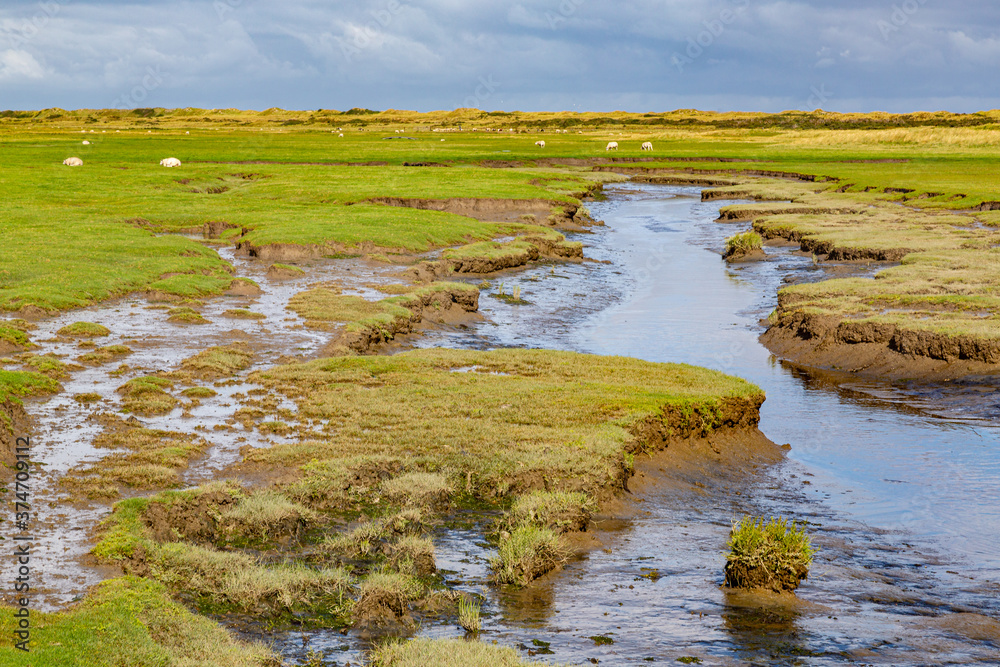 Naklejka premium Rural landscape of a meadow with grass on a island in the North Sea, Holland