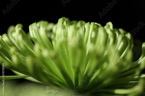 Εκτύπωση καμβά chrysanthème