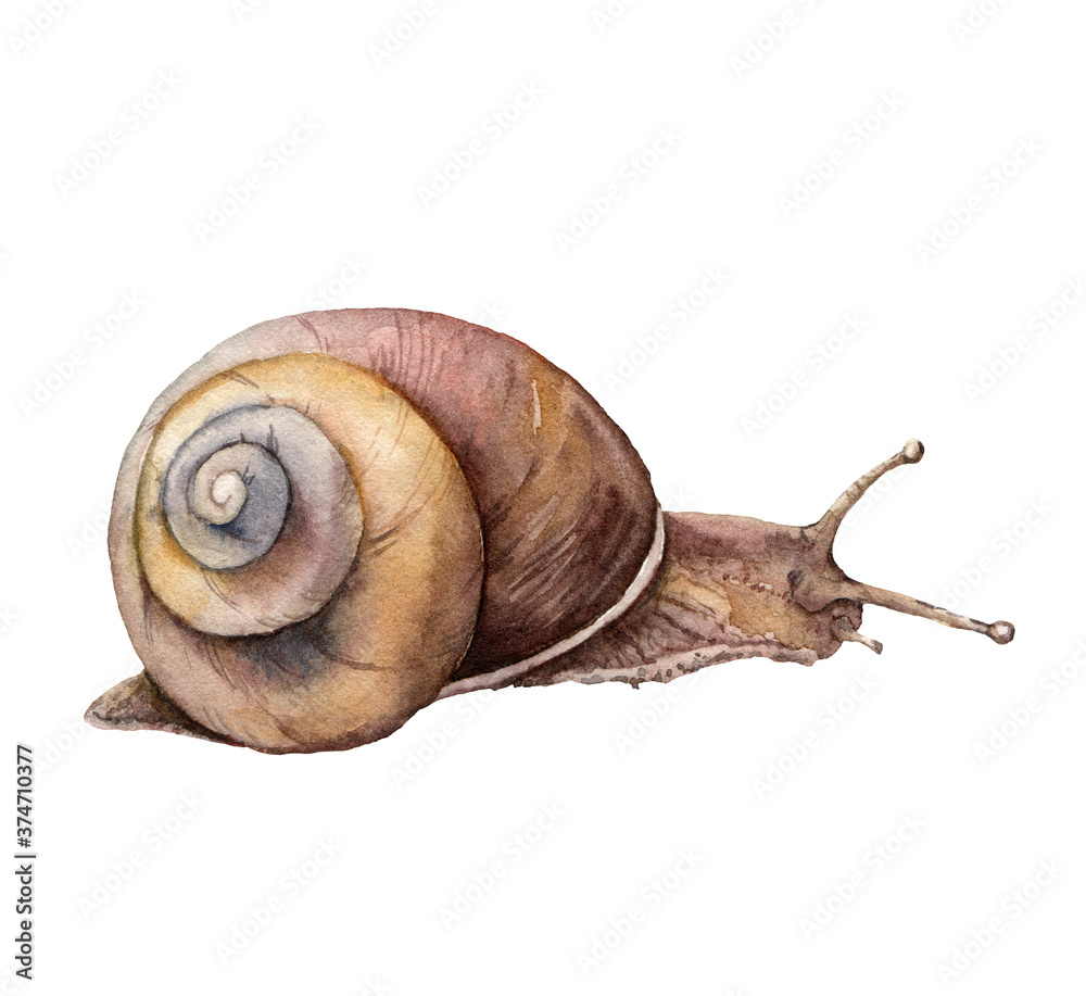 Watercolor snail. Hand painted animal isolated on white background.  Wildlife illustration for design, print, fabric or background. Stock  Illustration | Adobe Stock