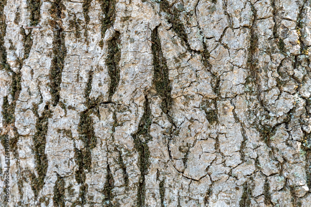 Obraz premium Rough tree bark texture with moss background