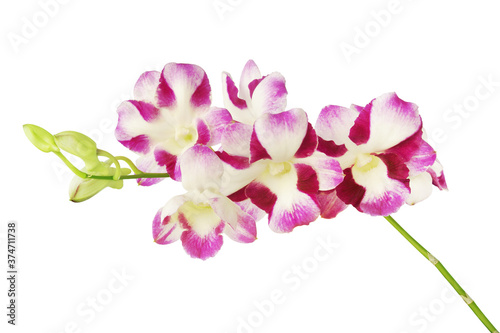 Purple Dendrobium Orchid Flowers Isolated on White Background