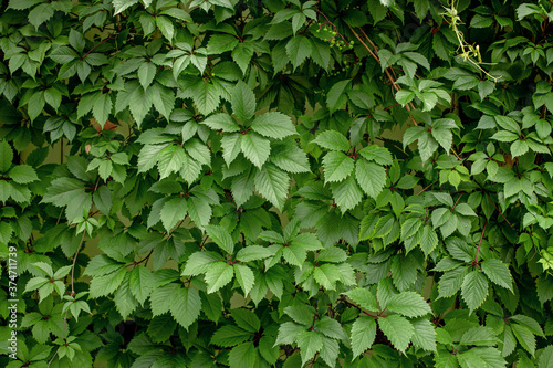 green leaves background, wall twined with green leaves of girlish grapes, eco background