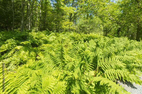 ferns in the forest