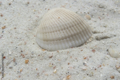 Beautiful light seashell on white sand background in Florida beach, closeup