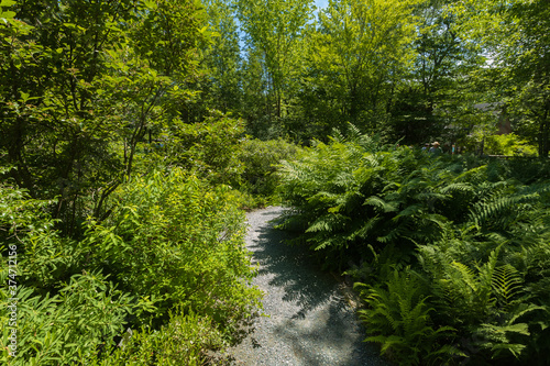green ferns by path in park 