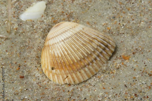 Beige seashell on sand background in Atlantic coast of North Florida