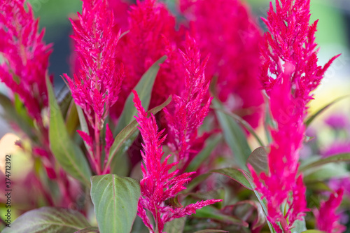 close up of pink Celosia flower