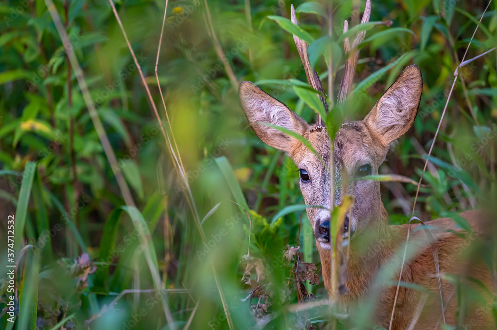 Extreme closeup of  a roe deer buck in the bushes