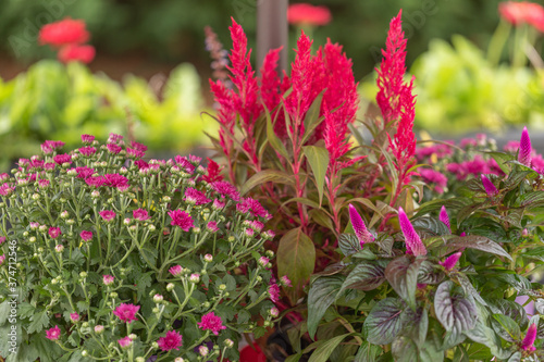 close up of pink Celosia flower