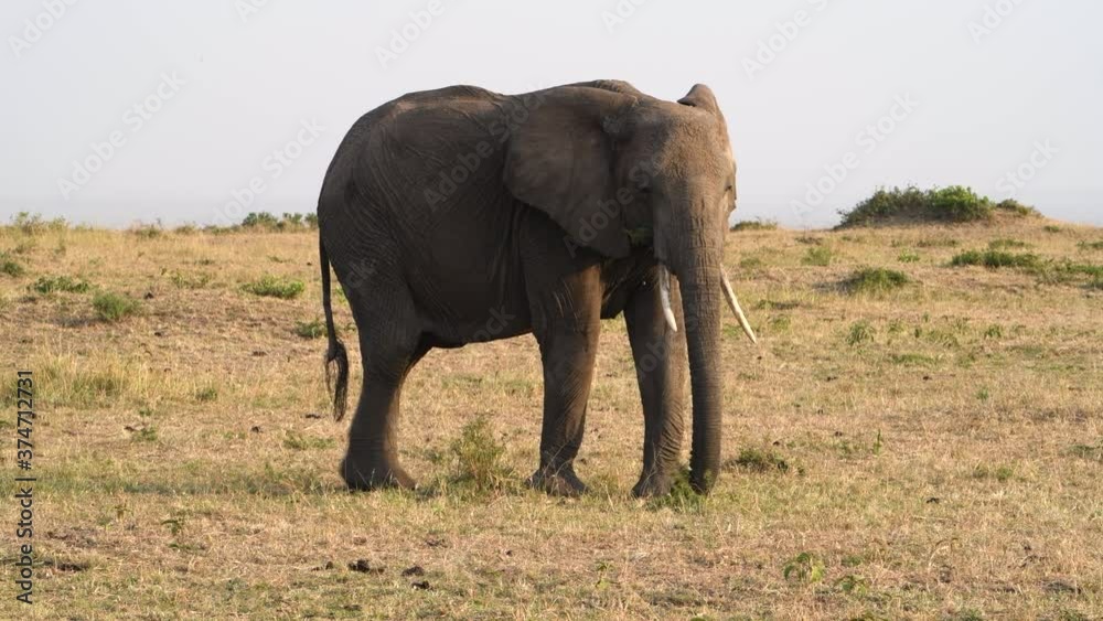 A female African elephant curls her trunk around low plants then uproots them by kicking with her foot before eating. 4K video made during the Great Wildebeest Migration in Kenya. A female African elephant curls her trunk around low plants then uproots them by kicking with her foot before eating. 4K video made during the Great Wildebeest Migration in Kenya.