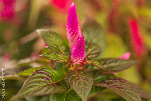 close up of pink Celosia flower