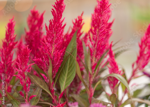 close up of pink Celosia flower