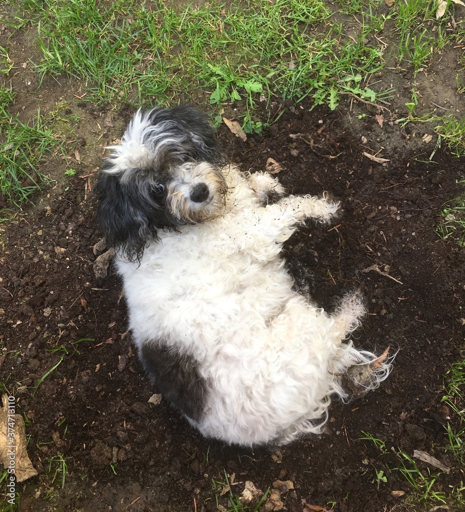Fototapeta premium Hund in der Erde