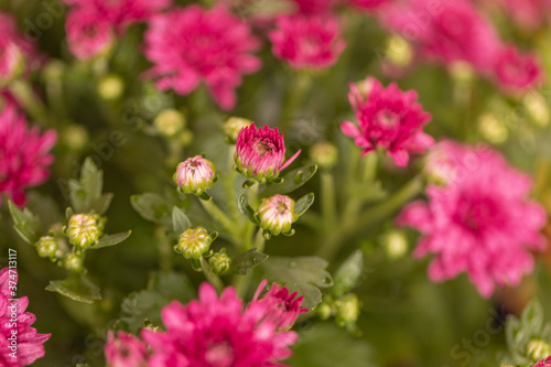 close up of pink chrysanthemums