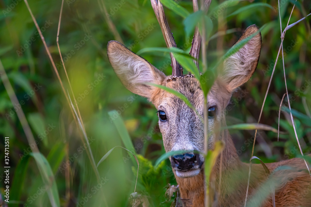 Extreme closeup of a roe deer buck in the bushes Extreme closeup of a roe deer buck in the bushes