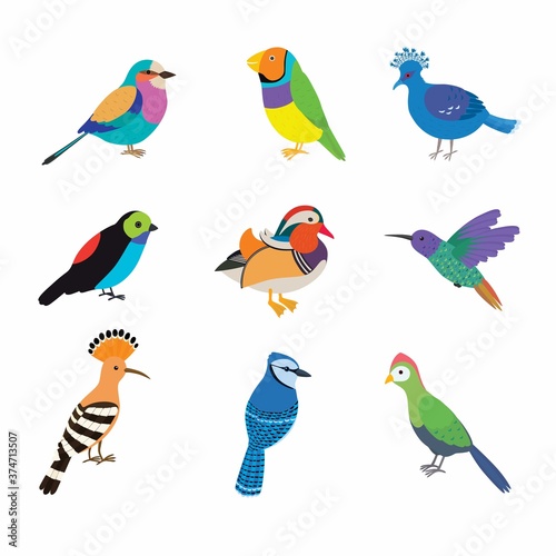 Set of the most beautiful birds on the planet. Vector illustration